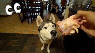 My Husky Eats a Raw Chicken Bone! (ASMR)