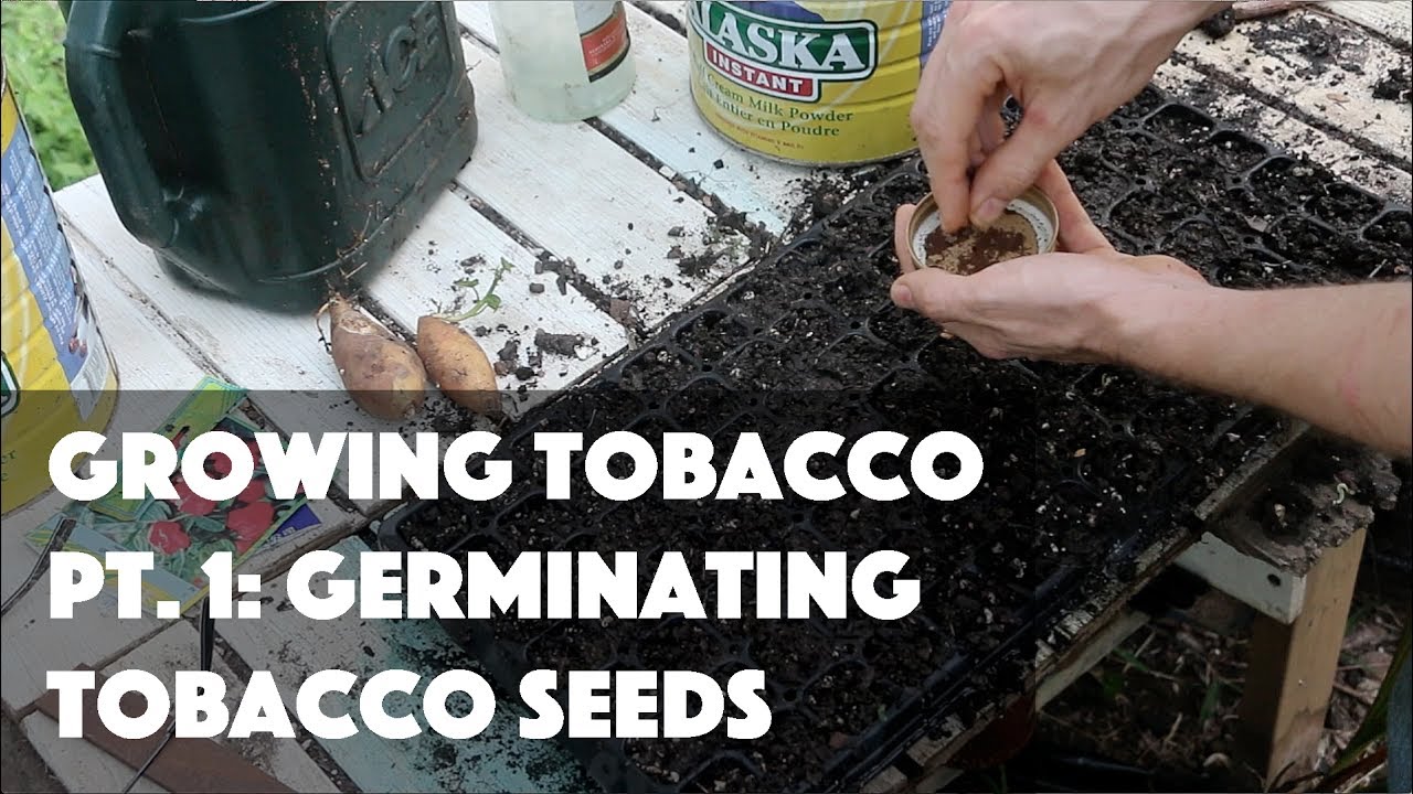 How Do You Germinate Tobacco?