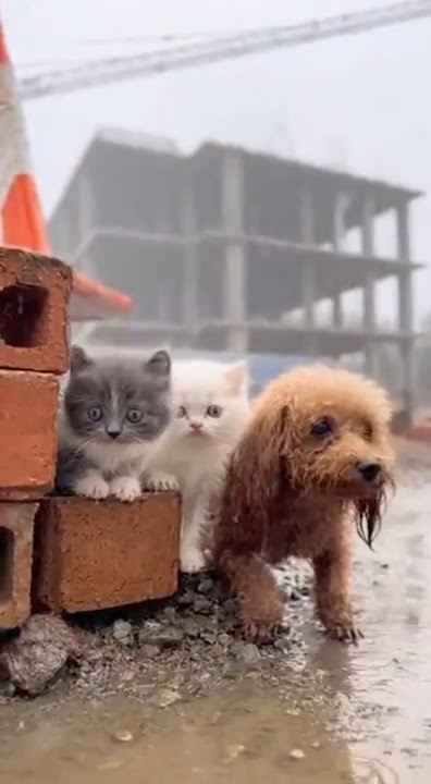 Homeless Luxury Pets A $1M Real Bstate & Insurance Failure!