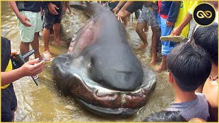 🏆7 Loài Cá Mập Nguy Hiểm & Hung Dữ Nhất Đại Dương Gây Ám Ảnh Kinh Hoàng Với Người Đi Biển | KGH New