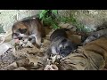 Pets Rescue | Rescue The Puppies Abandoned, Mother The Puppies Go For Food And Never Come Back