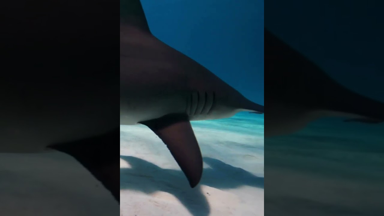 Paper Alphabet Lore T