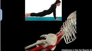 Abdominal Training Anatomy in Video Motion