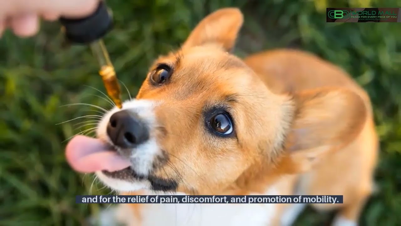 cbd-for-hyperactive-cats-youtube