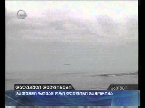 ბათუმში ზღვამ მკვდარი დელფინები გამორიყა