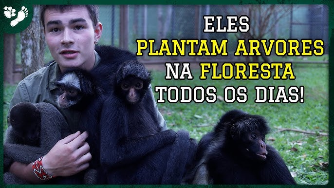 Macaco Sagui: Conhecendo a vida desse pequeno primata exótico - KitabPet