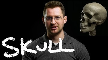 Sculpting Realistic Skull Demo Part 1 (free lesson)