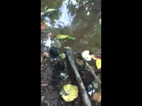 herpetologist meaning Relocating 2 common musk turtles(stinkpots)