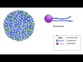 What is Cholesterols? Introduction to Lipoproteins