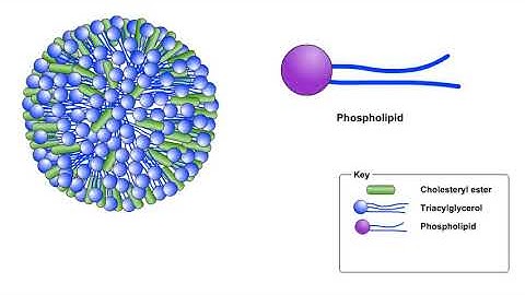 What is Cholesterols? Introduction to Lipoproteins