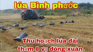 Thu hoạch lúa Đài Thơm 8 vụ đông xuân