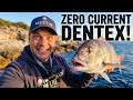 ROCKSHORE FISHING: THIS IS WHEN DENTEX MAKE THEIR MISTAKE!