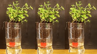 Grow Mint With Auto Watering System