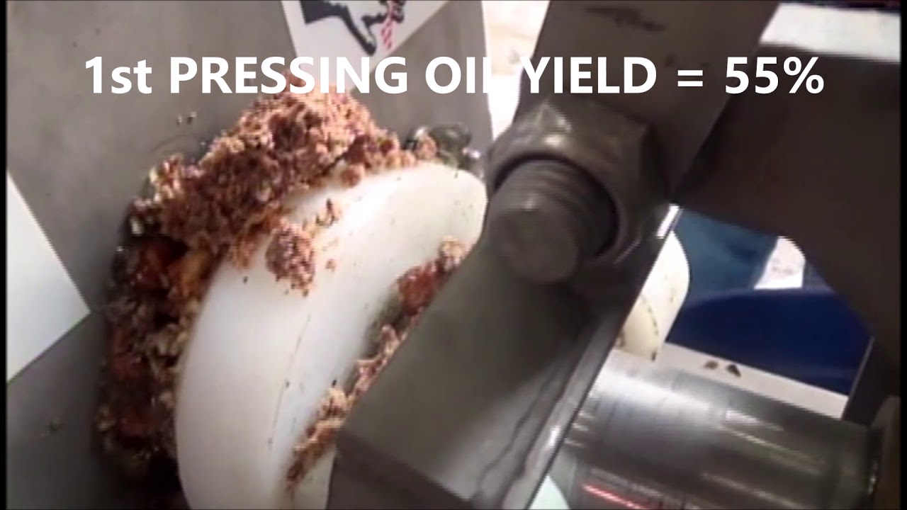 HAZELNUT OIL EXTRACTION YouTube