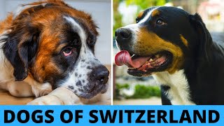 TOP 10 Swiss Dog Breeds List