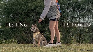 training a SHIBA INU in public 🐕👀 by Aoki and Anaïs 642 views 9 months ago 4 minutes, 25 seconds