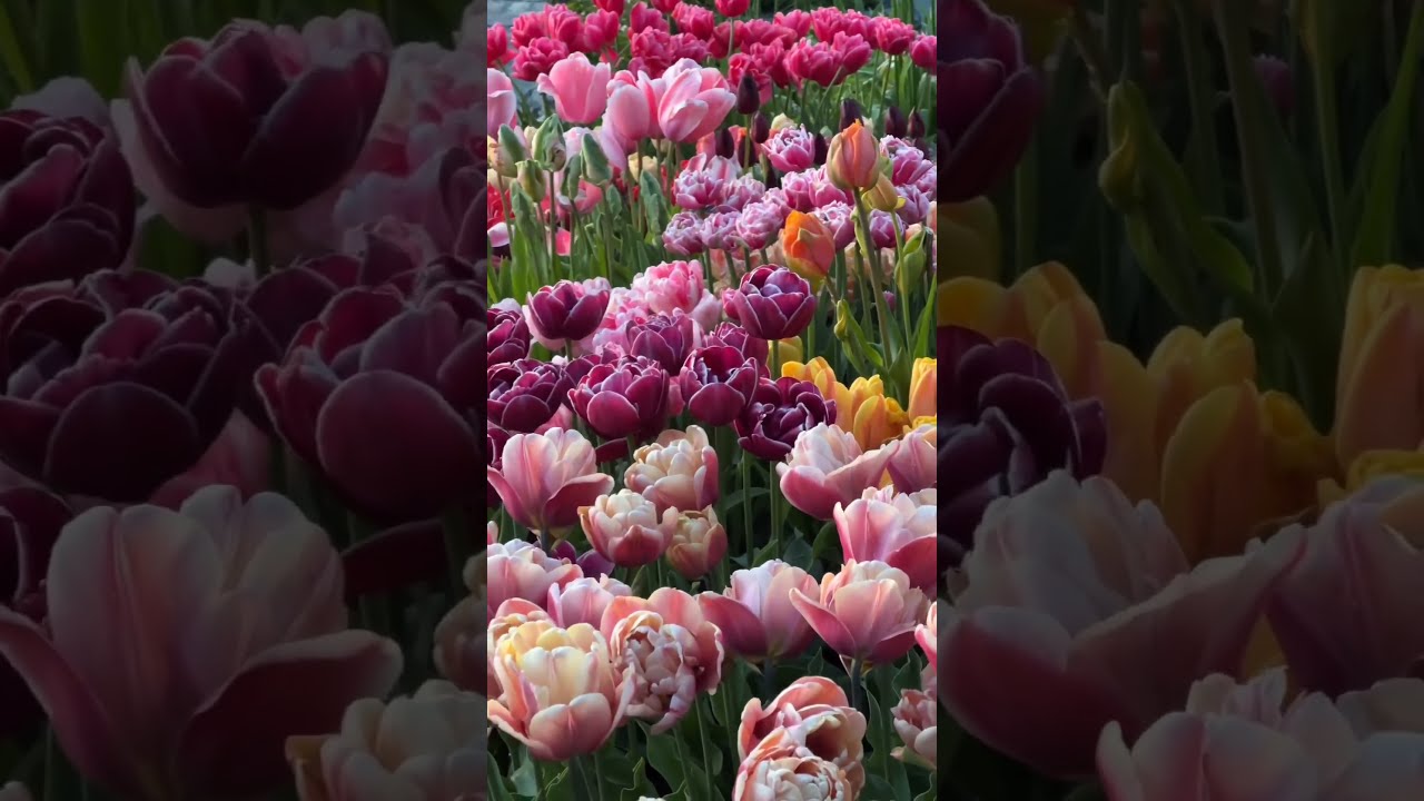 Springtime on the mountain 