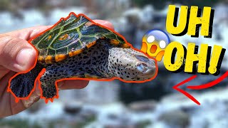 My Turtle In Trouble During Hibernation