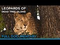 Leopards of dead tree island full documentary  earth touch tv