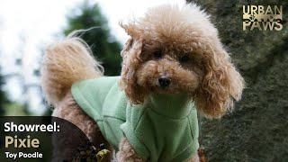 Dog Training: Pixie (Toy Poodle) - Swimming, Agility