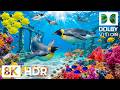 Tranquil Deep Sea Creatures in 8K HDR | Dolby Vision™
