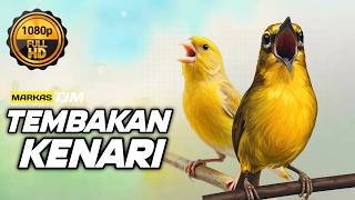 🔴 LIVE Masteran Pleci Tembakan Kenari Terbaru !!!