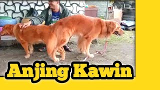 Proses Kawin Anjing Golden Retriver | Agney Kawin Pertama