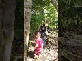 Pruning Durian Bersama 2 Bocah Cilik Petualang