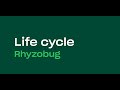 Life cycle of Rhyzobug