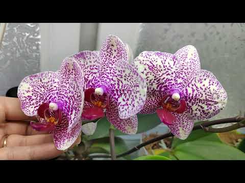 Video: Cosa sono i viticci di orchidea: questa è una radice o uno stelo di orchidea che cresce sulla mia pianta