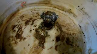 Чистка тэна стиральной машины лимонной кислотой, к чему это приводит.