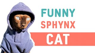 Sphynx Cat Plays | Sphynx Cat Funny video | Play with me by Lucky Meow 538 views 3 years ago 1 minute, 59 seconds