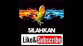 Cocok!! Untuk melatih mental lovebird audio lomba full tepuk tangan