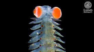 Marine worm with extraordinary vision fascinates scientists