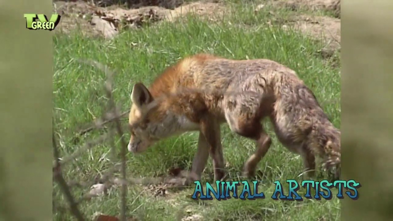 FaunaView: Did the quick brown fox jumped over the lazy dogs? - YouTube