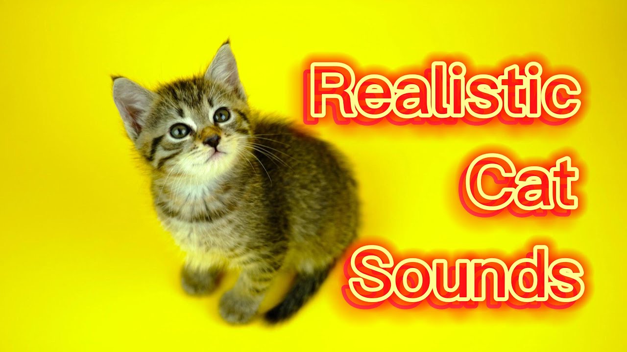 Cat Meowing Sounds / Realistic Cat Sounds and Noises YouTube