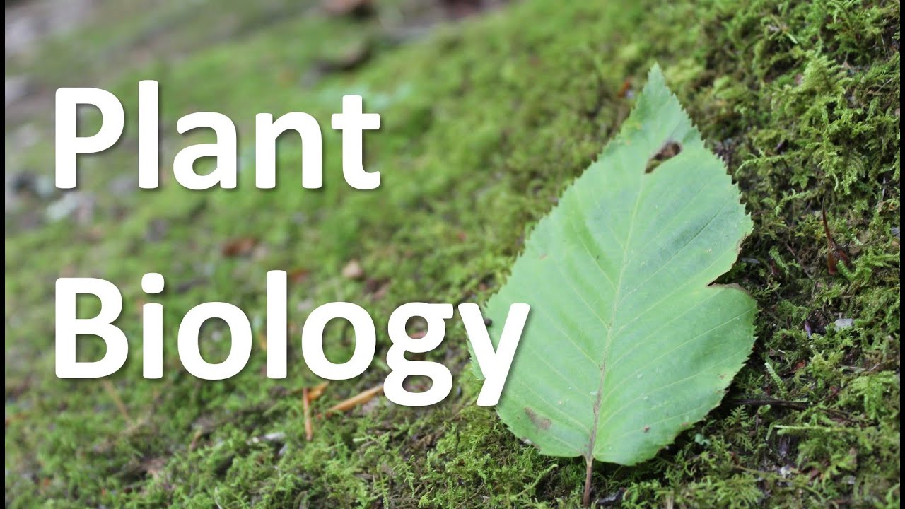 Why I think YOU should become a Plant Biology Major at UGA!