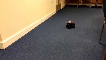 Raspberry Pi Remote Control Car in 4K