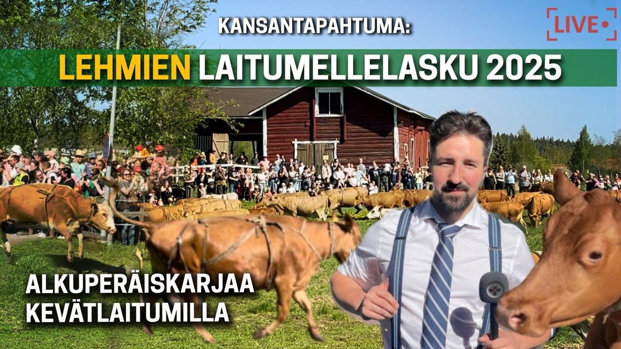 Lehmien laitumellelasku Tampereen Ahlmannilla 2025
