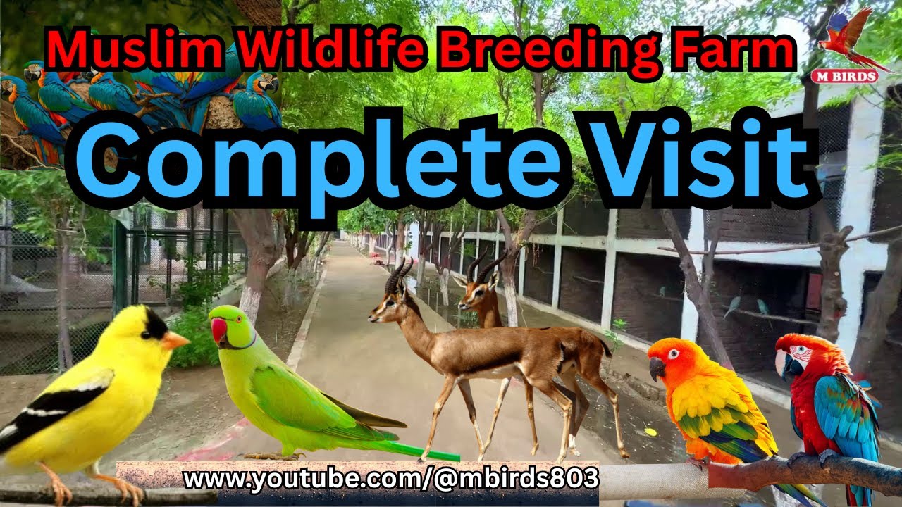 Inside Muslim Breeding Farm | Full Tour of Birds & Wildlife | Exotic Birds & Animal Care
