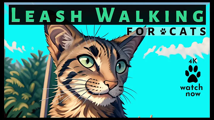 Video 6734351: curious oriental shorthair cat, leash train walk cat, compilation