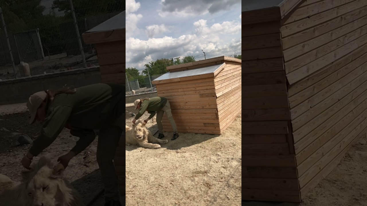 malkia park cena Lions' personal hairdresser