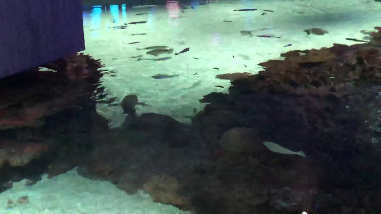 Baltimore Acquarium YouTube