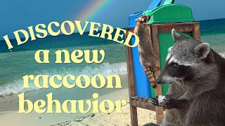 I Discovered a New Behavior in Critically Endangered Pygmy Raccoons