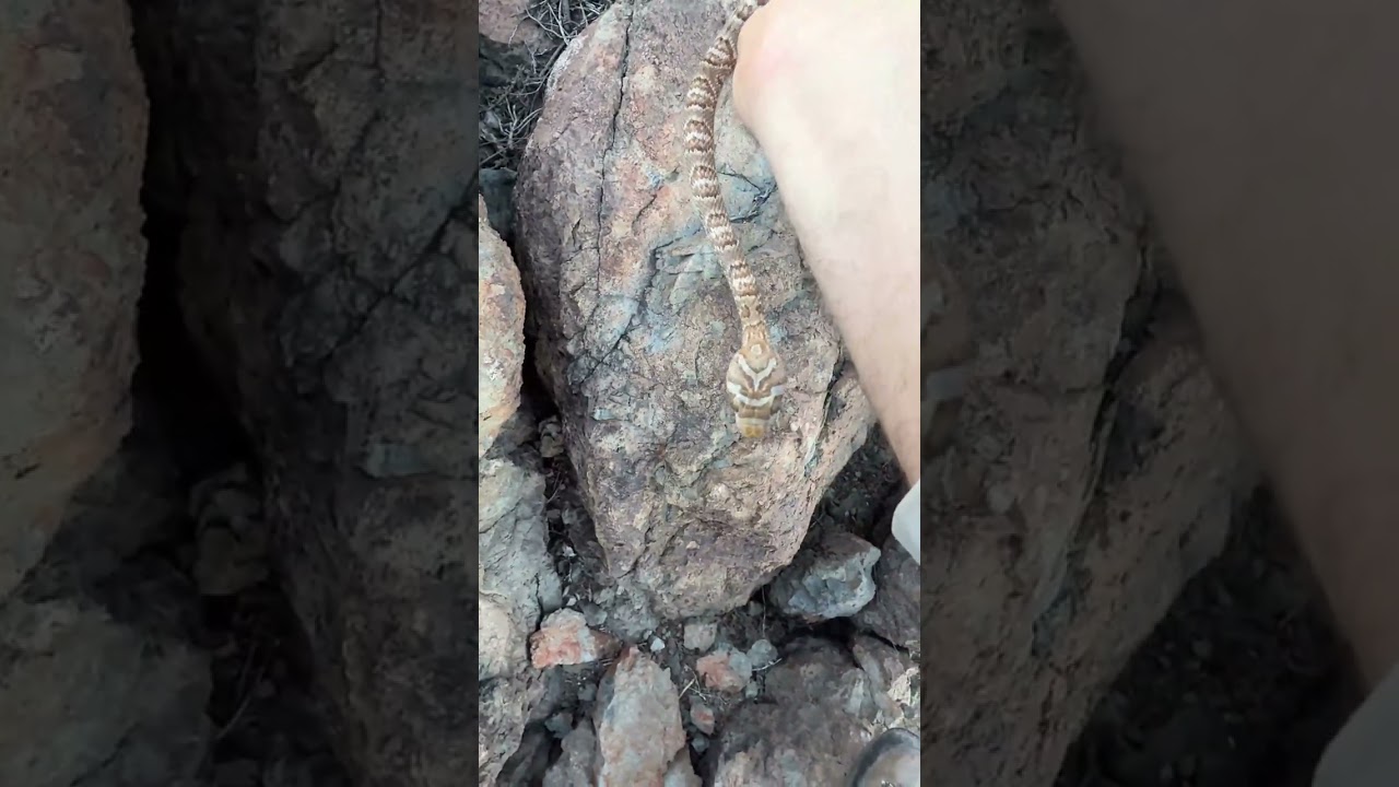 Head Shape Isn't A Good Way To Identify a Venomous Snake
