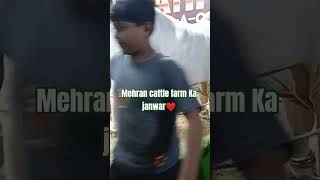 #Mehran cattle farm Ka janwar#beautiful #cow #mashallah #viralvlog ❤💓❤
