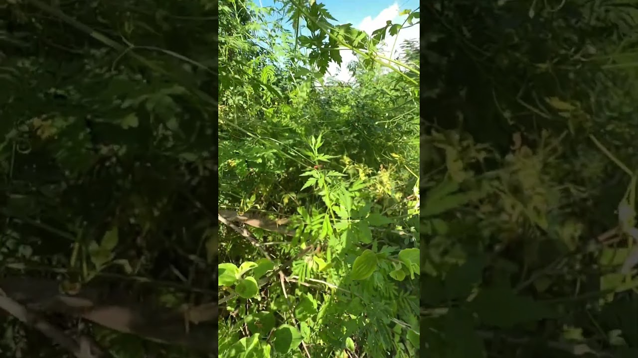 Bush Bug Flies Away in Slow Motion