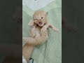 Cat baby cat kitten pet viral baby kucinglucu  catlover