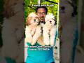 Shitzhu puppies in erode - 7010786036 #trendingshorts #pets #petlover #petshub #erode #ytshorts #fb