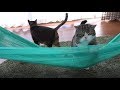 大きなハンモックに乗りたいねこ。- Maru wants to get on the large hammock.-